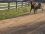 14/01 AMI SUR LA PISTE EN PLEIN TRAVAIL - PB