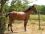 Chevaux A vendre T&eacute;line de la Bonn un peu de d&eacute;tente en cette p&eacute;riode de d&eacute;bourrage ...