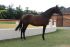 Chevaux A vendre TROVADOR.ER