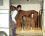 Chevaux A vendre Very Good de la Bonn very good trois jours
