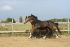 Chevaux A vendre Crack de la Bonn