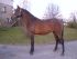 Chevaux A vendre dardevil