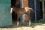 Chevaux A vendre Very Good de la Bonn 
