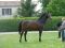 Chevaux A vendre ultra chic riverland 