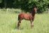 Chevaux A vendre VIVALDI DU SEIGNEUR X TROPHEE DU ROZEL x Nelfo du Mesnil