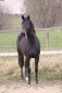 Chevaux A vendre Up Side Down Rorthey 