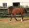 Chevaux A vendre austral de riverland 