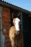 Chevaux A vendre Very Good de la Bonn 