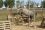 Chevaux A vendre Tahis de tus 