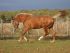 Chevaux A vendre amazone de riverland