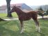 Chevaux A vendre alouette de riverland