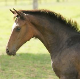 Chevaux A vendre Diam's de Pl&eacute;ville Z Diam's de Pl&eacute;ville Z - coll Pl&eacute;ville