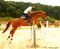 Chevaux A vendre Neyviss du plant 
