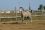 Chevaux A vendre Very Good de la Bonn very good 4 mois