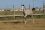 Chevaux A vendre Very Good de la Bonn very good 4 mois