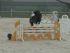 Chevaux A vendre Whalita