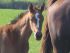 Chevaux A vendre allure de riverland