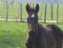 Chevaux A vendre alloue de kerser