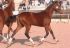 Chevaux A vendre Truly Diam