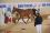 Chevaux A vendre T&eacute;line de la Bonn St L&ocirc; octobre 2009
