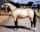 Troy Yearling - Coll priv&eacute; Cadlan Valley