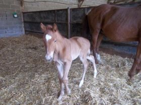 03/05 BELLE FEE ET SA MAMAN 5 JOURS APRES SA NAISSANCE. - GB