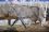 Chevaux A vendre Tahis de tus 
