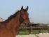 Chevaux A vendre trust de riverland