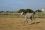 Chevaux A vendre Very Good de la Bonn very good 4 mois