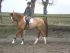 Chevaux A vendre Alone Ste Hermelle