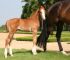Chevaux A vendre AMADEHUS X FERGAR MAIL X ARGENTINUS