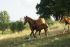 Chevaux A vendre VADROUILLE DU BATUT