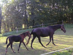 Chevaux A vendre VOLNAY d'AUBRAC INGENUE D'AUBRAC et son poulain VOLNAY D'AUBRAC fin Ao&ucirc;t 09 - PB