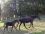 Chevaux A vendre VOLNAY d'AUBRAC INGENUE D'AUBRAC et son poulain VOLNAY D'AUBRAC fin Ao&ucirc;t 09 - PB