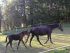 Chevaux A vendre VOLNAY d'AUBRAC