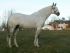 Chevaux Saillies &eacute;talons tunes of glory