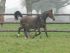 Chevaux A vendre vodka de riverland