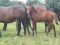 Chevaux A vendre VIZIR 