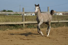 Chevaux A vendre Very Good de la Bonn very good 4 mois