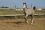 Chevaux A vendre Very Good de la Bonn very good 4 mois
