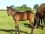 Haras de Champeix
