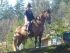 Chevaux A vendre adel