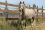 Chevaux A vendre Tahis de tus 