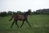 Chevaux A vendre ACCAPULCO DE RIVERLAND