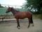 Chevaux A vendre Ressource des Mollier 