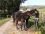Chevaux A vendre VOLNAY d'AUBRAC VOLNAY D'AUBRAC et sa maman Octobre 09 - GB