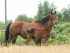 Chevaux A vendre Aloxe Corton Palija