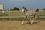 Chevaux A vendre Very Good de la Bonn very good 4 mois