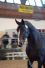 Dauphin de Savinia