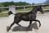 Chevaux A vendre ADORADA.ER